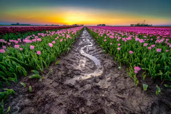En veld met tulpen met als achtergrond een prachtige zonsondergang.