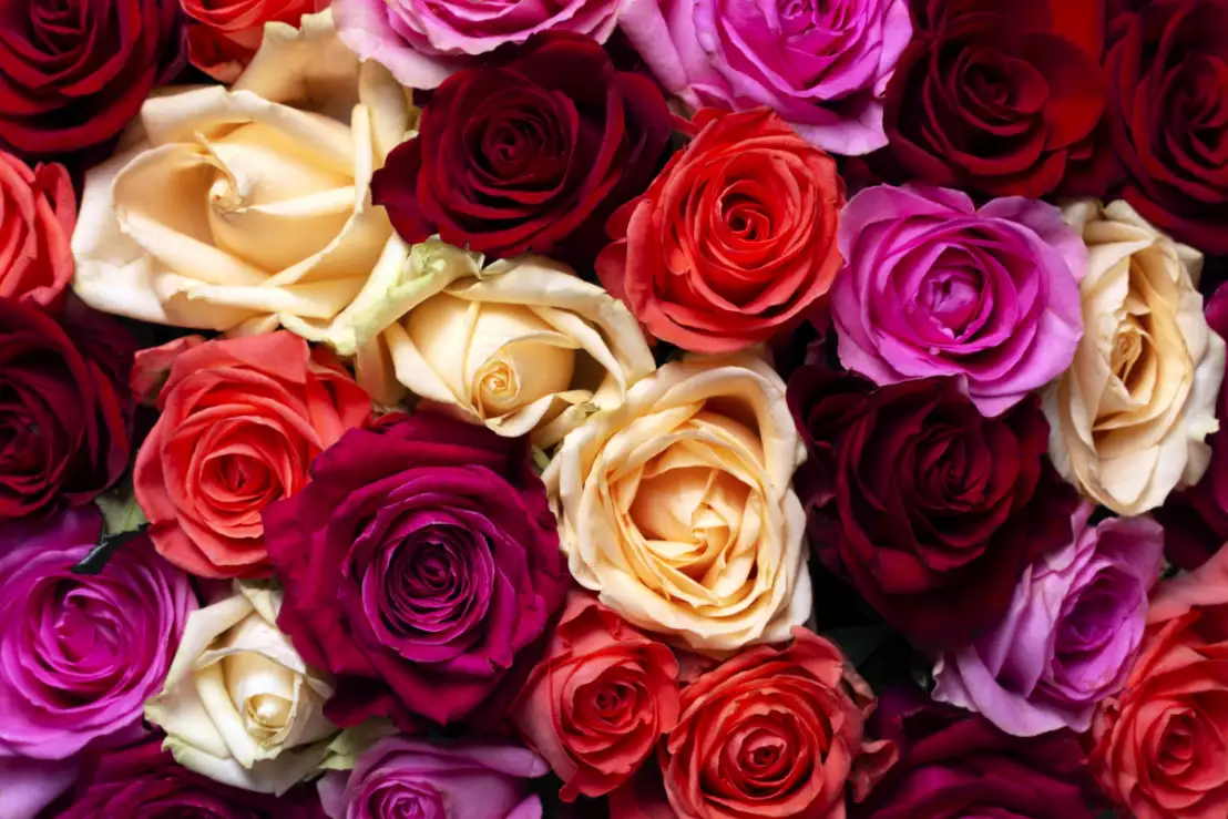 Rozen valentijnsdag in verschillende kleuren