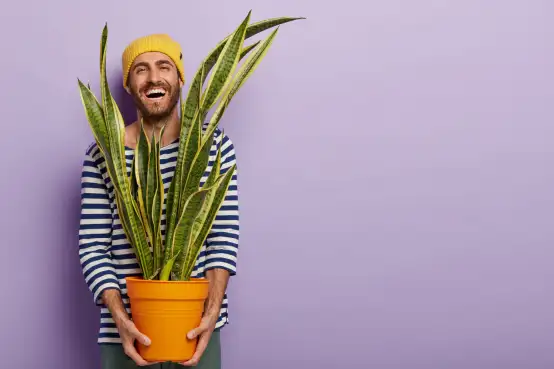 Plant in pot bestellen