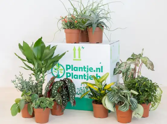 Red plantjes en koop een kneusjesbox vol met zielige plantjes