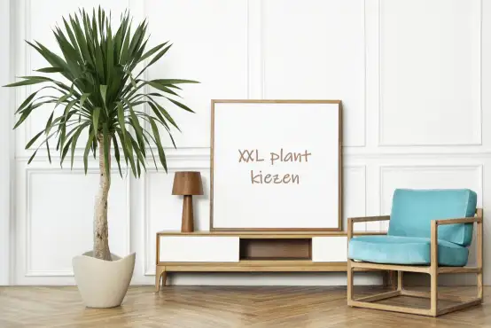 Plant xxl bestellen als extra grote plant in woonkamer