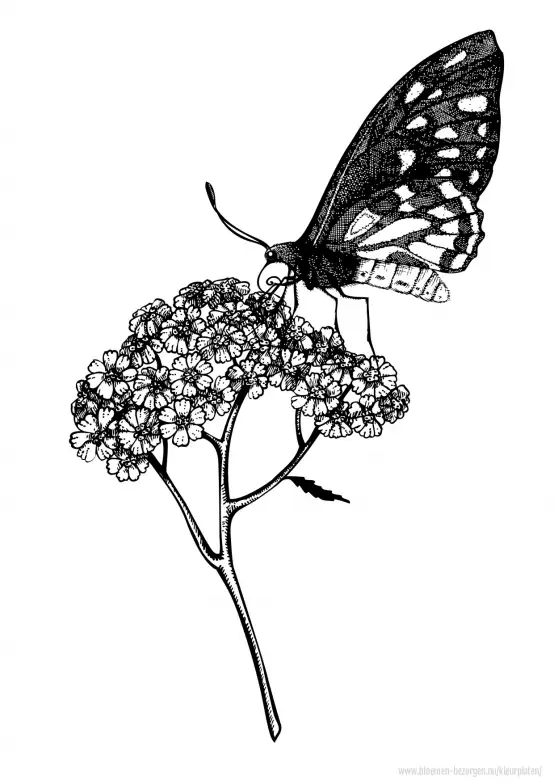 Kleurplaat vlinder op bloem