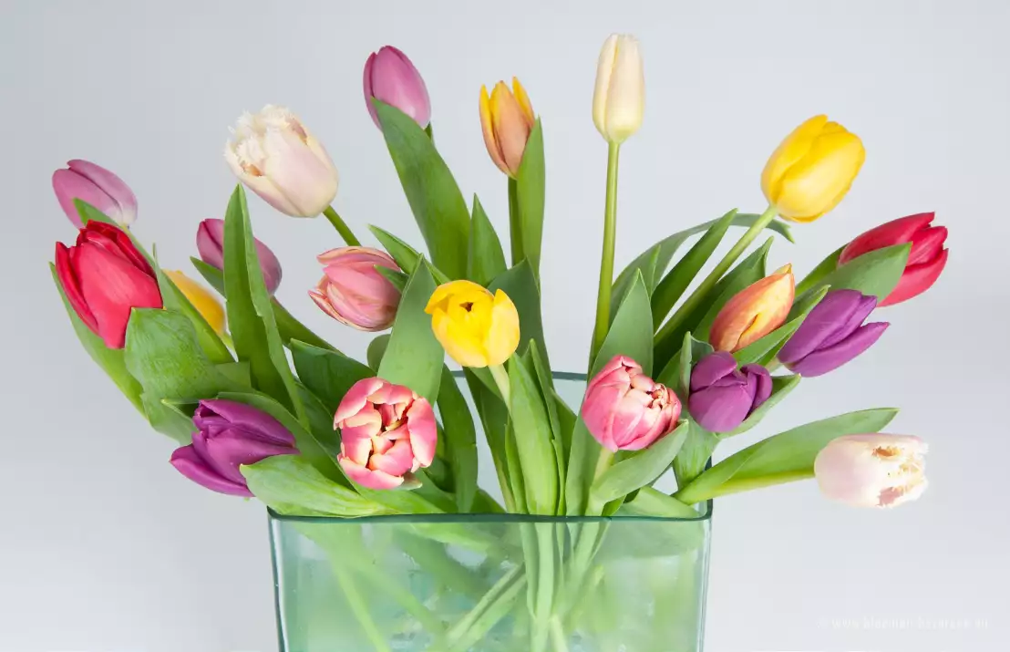 De tulpen zijn bij ontvangst nog deels in de knop en staan nu in een vaas.