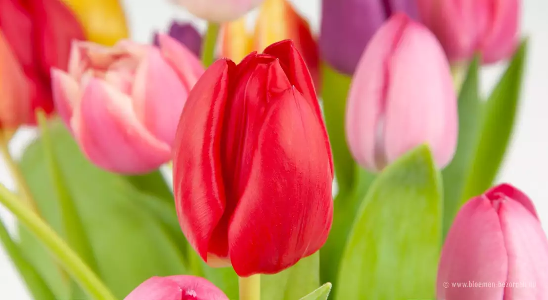 Een close-up van de tulpenbos van bloomon met vooral een rode tulp