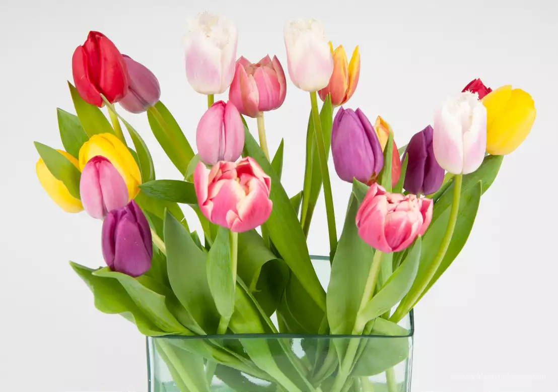 Een vers boeket van bloomon met een mix van biologische tulpen in een elegante vaas.